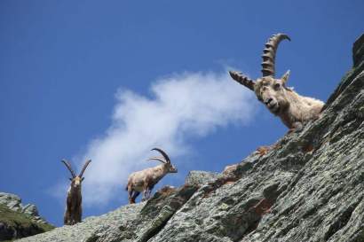 steinboecke-osttirol.jpg